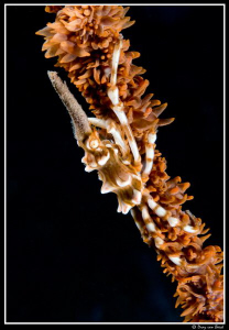 Spider crab. by Dray Van Beeck 